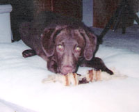 Buddy enjoys a Snook's Sweet Potato Dog Chew in bed.