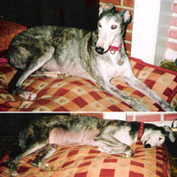 Duffy is comfortable and enjoys longer walks again.