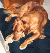 Higgins settles in to enjoy his 100% organic all natural Sweet Potato Dog Chew