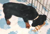 Even puppies enjoy their Snook's Sweet Potato Dog Chews