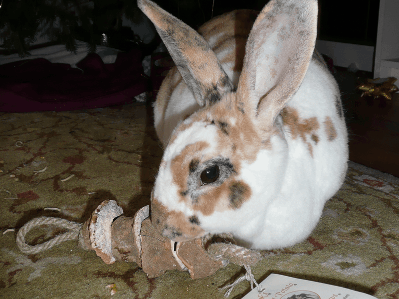 Crumpet