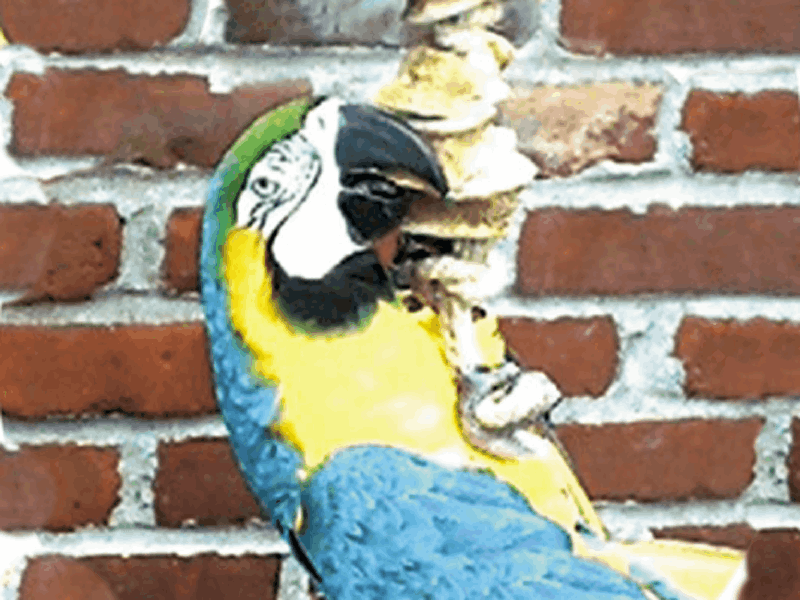 Sweetie Bird