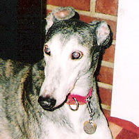 Snook's Tooth Oil made a big difference for our Greyhounds, and was easy to use.